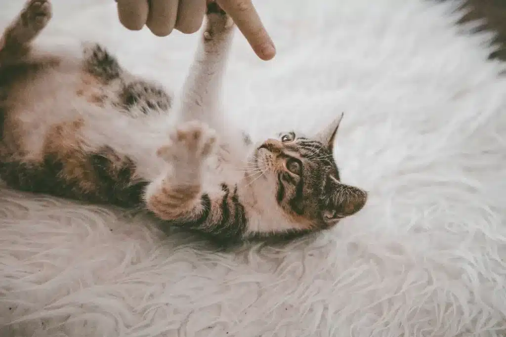 cat